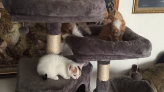 Three little kittens playing with a dangly