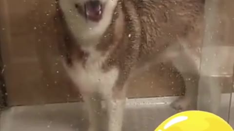 Cute Husky Argument