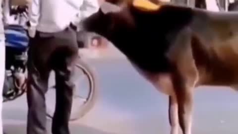 ox sniffing man's ass