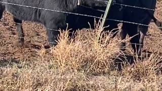 Cows Stuck In Get Along Ladder