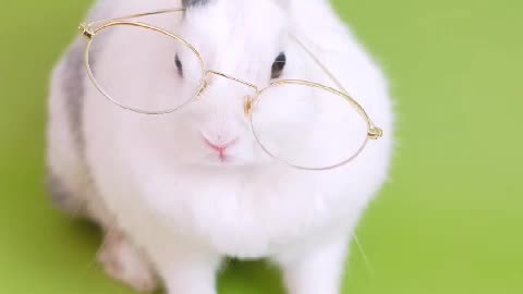 💐Cute Rabbit Reading book ☺️