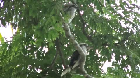 Two Kookaburra's with a guest for dinner.