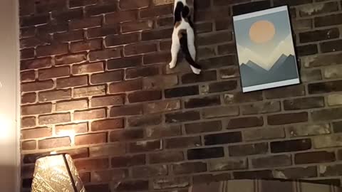 Rock-climbing Kitty Loves To Scale Brick Wall