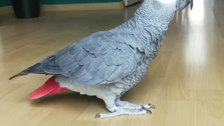 Parrot dance slomotion