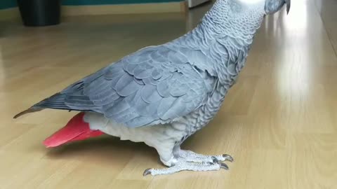 Parrot dance slomotion