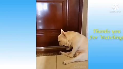 Funny animals compilation part-5|#shorts #youtube short| Fun All Time Fun...