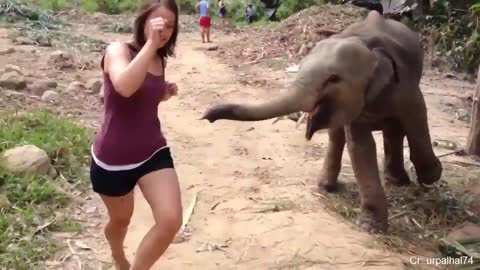 The whipping elephant