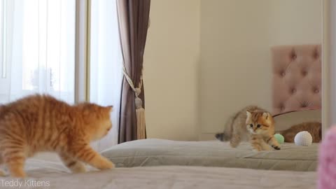 The kitten saw his reflection in the mirror 😳😁