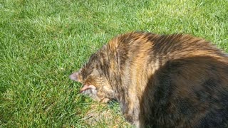 Happy cat enjoying the weather