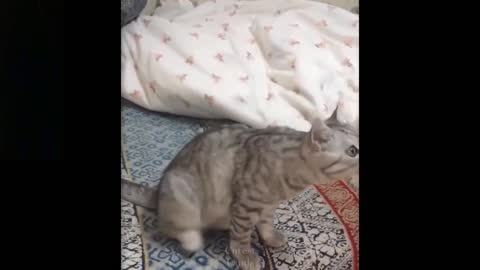 Omg! So Cute Pets ♥ Cute Baby Animals & Funny Pets Video Compilatio