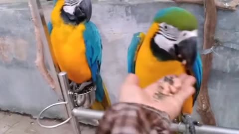 To feed the parrot