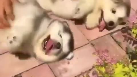 Tickling puppies ❤️🤣