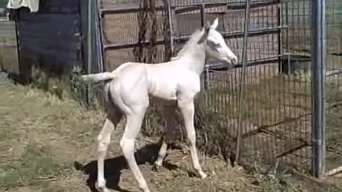 Cremello Filly granddaughter of Mr Yella Fella.wmv