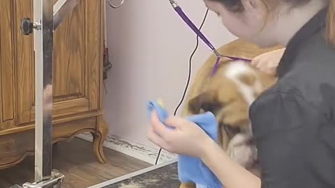 Cranky Bulldog cries like an alien for nail clipping