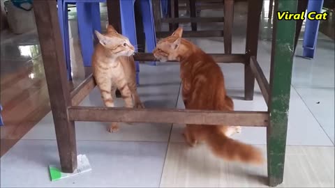 CATS Funny Fights