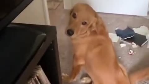 Golden Retriever Looks Guilty After Being Caught Making a Mess