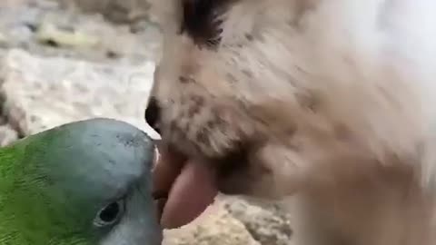 Dog and parrot kiss each other ^^