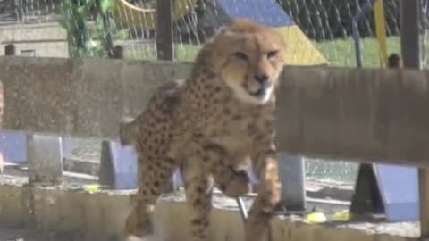 The speed of the cheetah