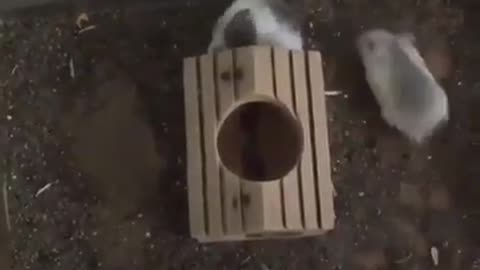 Spinning Hamster