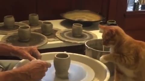 Cat Making Pottery #shorts #viral #shortsvideo #video