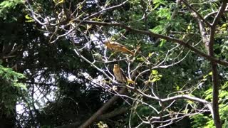 Oriole feeding her young.