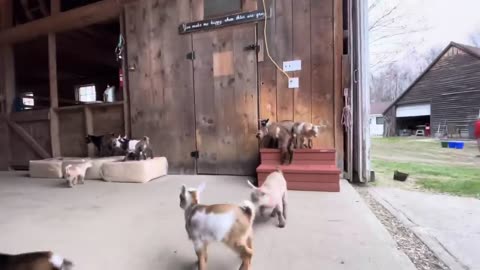 Curious goat kids!
