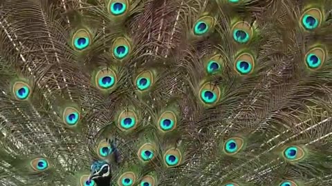 "A Flamboyant Symphony: Witness the Majestic Beauty of Peacocks in Full Splendor" 🦚🦚🦚