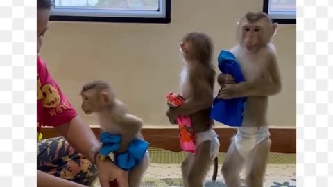 Beautiful monkeys