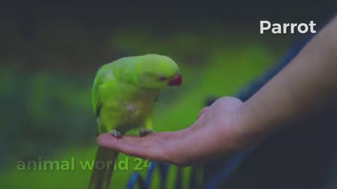 animal name | animals | animal sounds | animals video | animal world 24