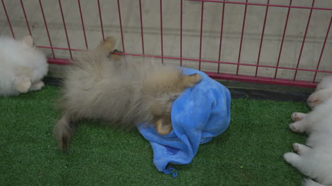 Pomeranian dogs playing with fun blue clothes-dogs playing