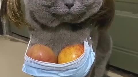 Cool Cat funny video 📸😂🤭😎✌️