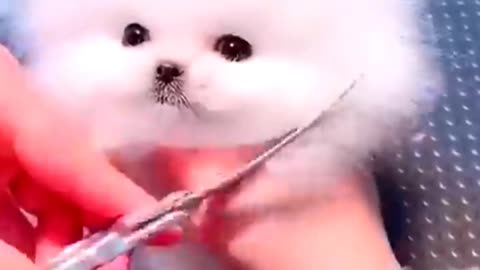 Cutest Doggy ❣️poppy Bathing | Pomeranian Shoot