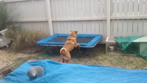 Sharpei dog plays with best friend, a giant rabbit!