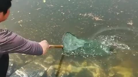 FISH TRAP, a brand-new primitive technology with fishing SR,