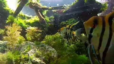 Beautiful Aquascape I Bogor