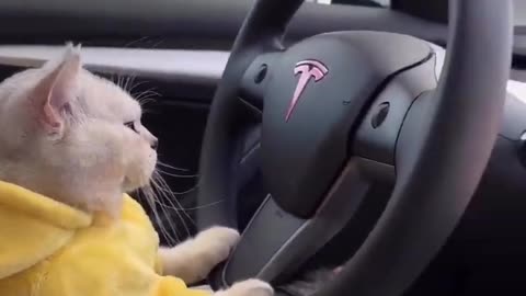 Cat drives a car 🚗