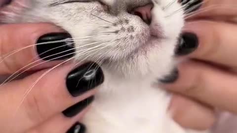 Best Funny Cat is Getting Eye drops and Doing Love with Owner 2022