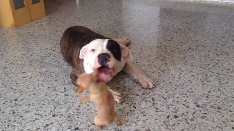 Tiny chihuahua puppy adorably teases sleepy American bulldog