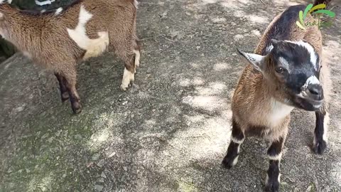 Goats Funny Cute Video 🔴 Cute and Funny Sheep and Goat Eating Video Fight