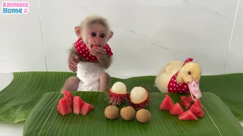 Sweet moments of monkey BiBi and friends
