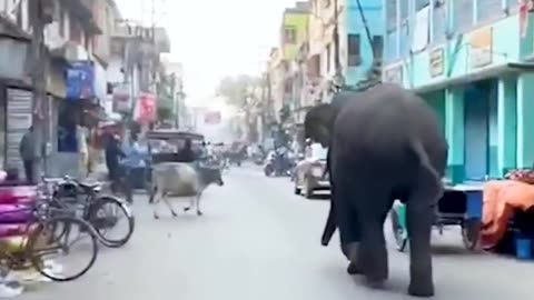 Wild elephant 🐘 attack on street and killed people's