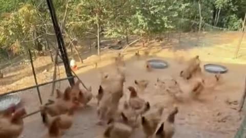 episode 2 wake up at the morning #foryou #animals #funny #lol #pet #fyp #chicken