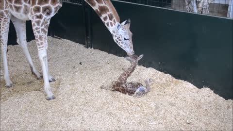 Cute and Funny A newly born giraffe