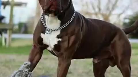Pitbull dog 🐕 status ❤️🔥