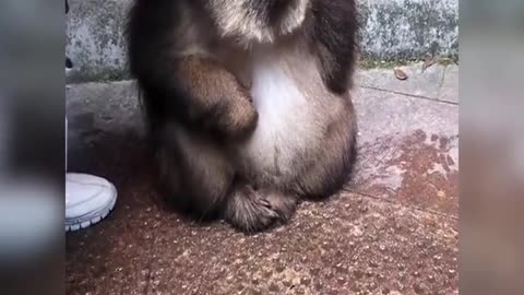 What a cute one-armed monkey