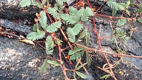 Sensitive plant