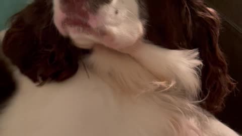 Springer Spaniel Getting Comfy On MY PILLOWS! #shortsviral #shortsvideo #dog #springerspaniel