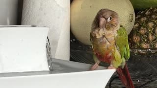 Pet bird enjoying a bath