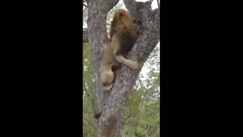 "Unbelievable Footage: Lion Climbs Tree Like a Pro! Must See!" Lion attack on strangers
