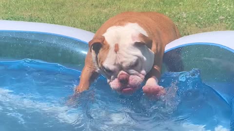 Pearlie the Pup's Pool Party